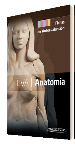 ANATOMIA FICHAS DE AUTOEVALUACION